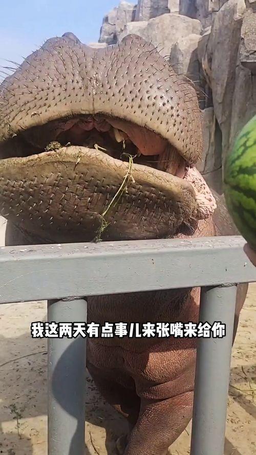 河马吃瓜视频搞笑,笑料横生，欢乐无限！