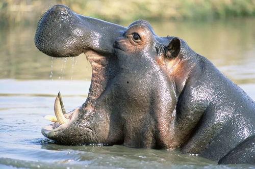 河马吃瓜视频搞笑,笑料横生，欢乐无限！