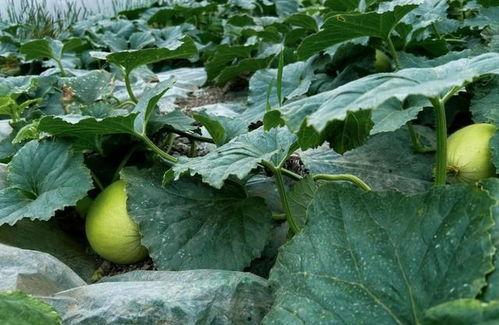 吃脆瓜的声音,夏日清凉滋味