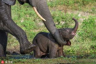 吃瓜小象是谁,吃瓜小象的崛起之路