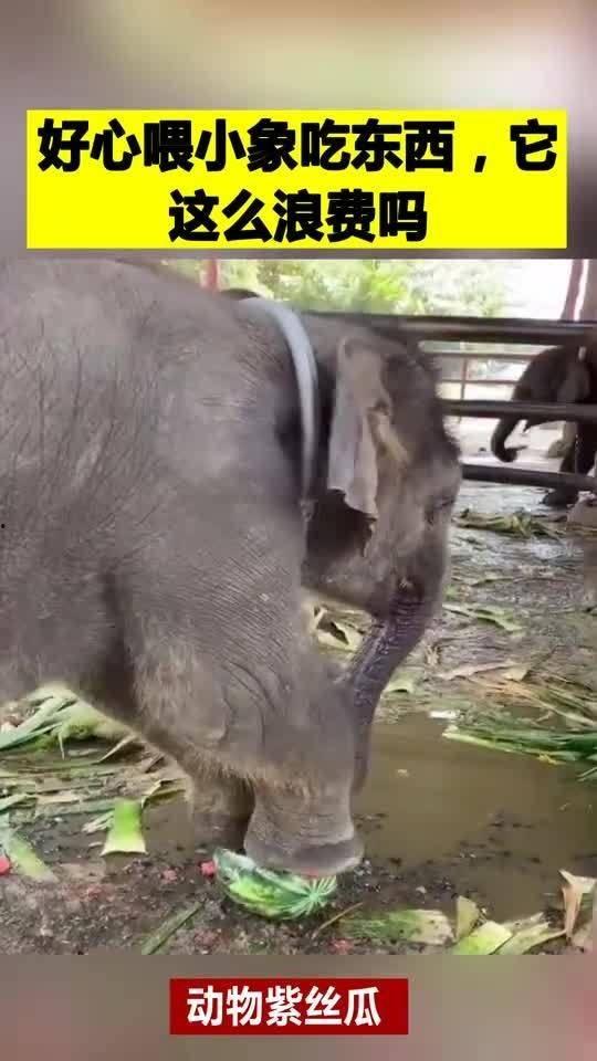 吃瓜小象是谁,吃瓜小象的崛起之路