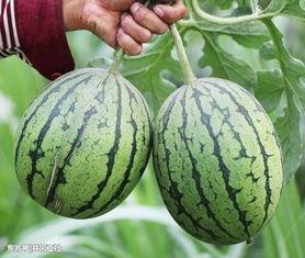 扶手瓜可以大量吃吗,大量食用是否适宜？揭秘其营养与食用指南