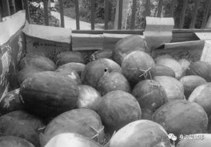 乡下吃瓜情景,夏日乡村吃瓜盛宴