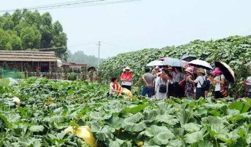 乡下吃瓜情景,夏日乡村吃瓜盛宴