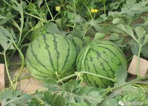 港策饰品吃瓜,揭秘网红爆款背后的吃瓜故事