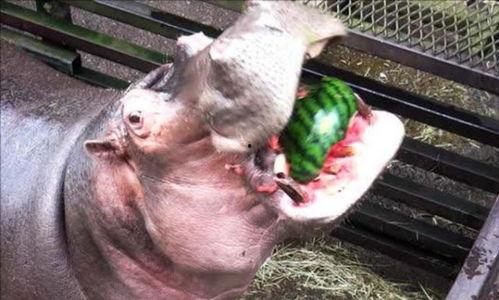 河马吃瓜的样子,瓜果飘香尽享夏日盛宴