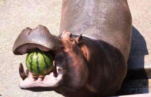 河马吃瓜的样子,瓜果飘香尽享夏日盛宴