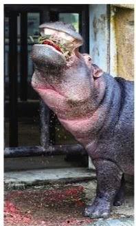 河马吃瓜的样子,瓜果飘香尽享夏日盛宴