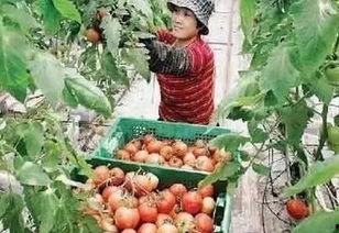 吃小绿瓜小紫瓜,探寻小瓜的独特风味