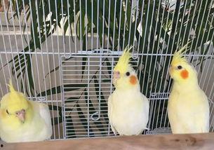 被放鸽子吃瓜,被放鸽子后的瓜田奇遇记