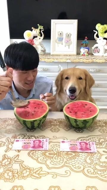 吃瓜狗子套路人